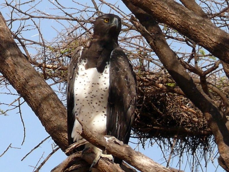 Martial Eagle wallpaper